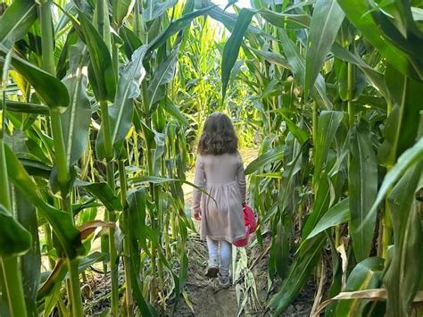 Conquering the Cool Patch Pumpkins Corn Maze - 510 Families