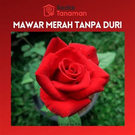 Tanaman Hias Hidup Bunga Mawar Merah Tanpa Duri | Lazada Indonesia