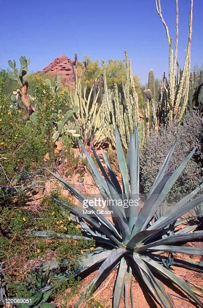 45 Gibson Desert Plants Stock Photos, High-Res Pictures, and Images ...