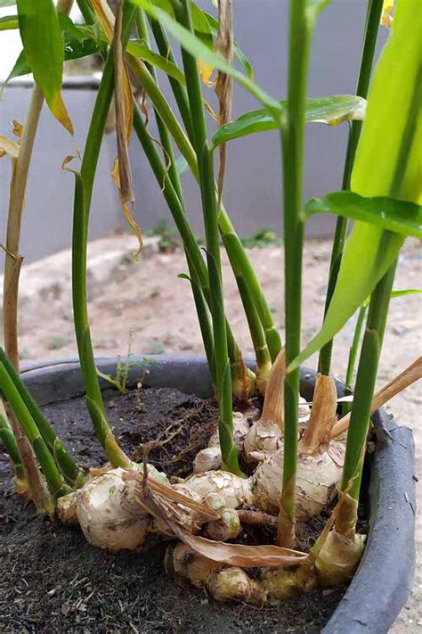 19 Types of Ginger Plants | Best Ginger Varieties | Balcony Garden Web