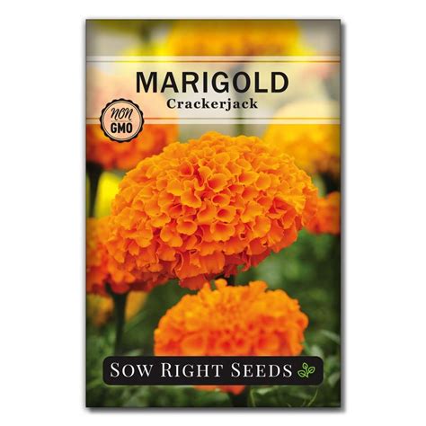 Sow Right Seeds Crackerjack Marigold Seeds - Non-GMO Heirloom Seeds with Instructions to Plant a ...