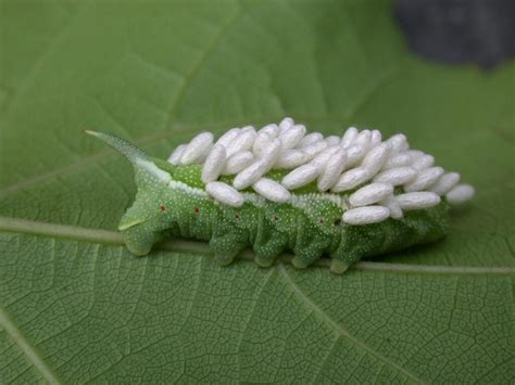 Learn All About How To Get Rid Of Tomato Hornworm Eggs