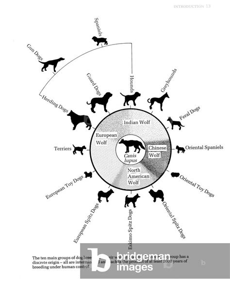 Canis Lupus Familiaris Evolution Timeline