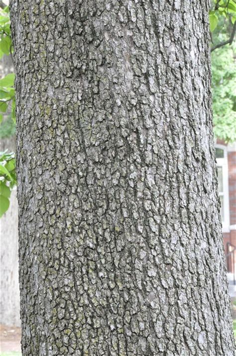 Catalpa speciosa (Cigar Tree, Northern Catalpa, Western Catalpa) | North Carolina Extension ...