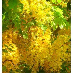 Cassia Fistula Seeds at Best Price in Bangalore | Agricart Online Services Private Limited