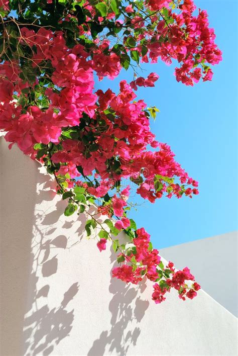 pink flowers are growing on the side of a white building with blue sky in the background