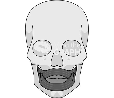 Face human cranium muscles mouth