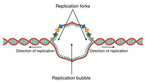 What is DNA Replication?- Definition, Steps, Enzymes and Process