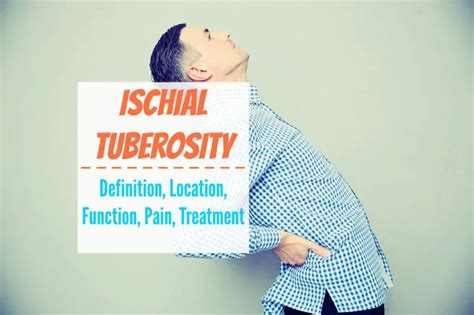 Ischial Tuberosity - Definition, Location, Function, Pain, Treatment ...