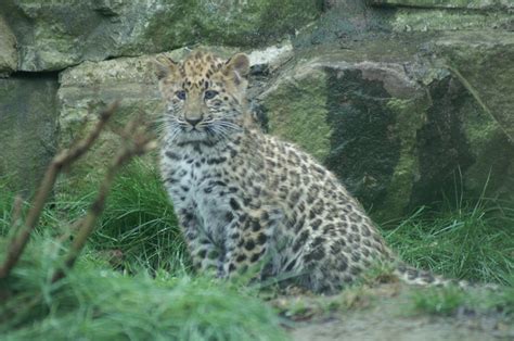 Amur Leopard Cubs | These Amur Leopard Cubs are just startin… | Flickr