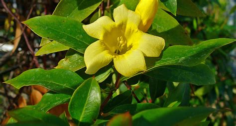 South Carolina State Flower - The Yellow Jessamine - ProFlowers Blog