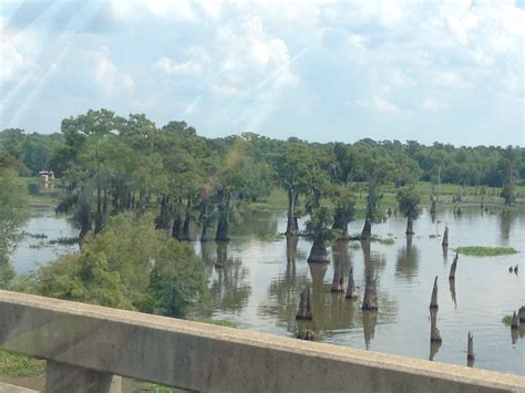 Atchafalaya Swamp : I Took this picture the other day as we crossed the ...