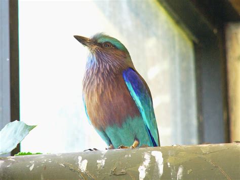 The Online Zoo - Indian Roller