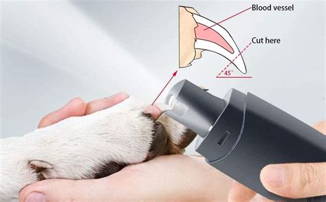 3 Best Electric Dog Nail Trimmer 2022 - FineDose