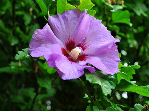 Purple Hibiscus Flower Wallpaper | Desktop Wallpapers