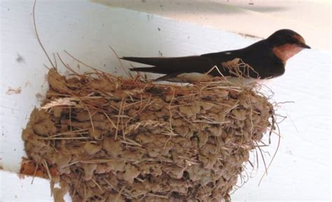 The Remarkable Nest of Barn Swallows – Lemon Bay Conservancy