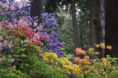 Visit – Rhododendron Species Botanical Garden