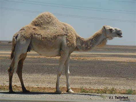 The Dromedary or Arabian Camel - Paths of Jordan