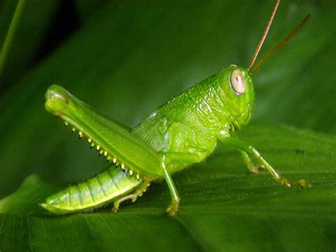 Grasshopper | Animal Wildlife