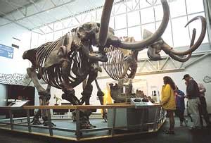 Florida Museum Of Natural History At The University Of Florida