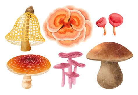 Free Vector | Mushroom illustration watercolor style collection