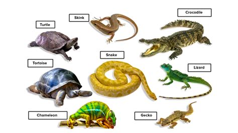 Describe the general characters of class Reptilia with examples.