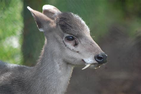 Tufted Deer | Fun Animals Wiki, Videos, Pictures, Stories