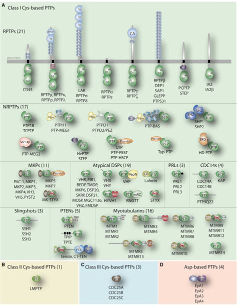 Protein Tyrosine Phosphatase | Semantic Scholar