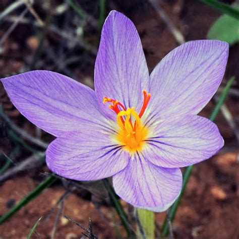 Crocus Sativus (Saffron Crocus) – Easy To Grow Bulbs