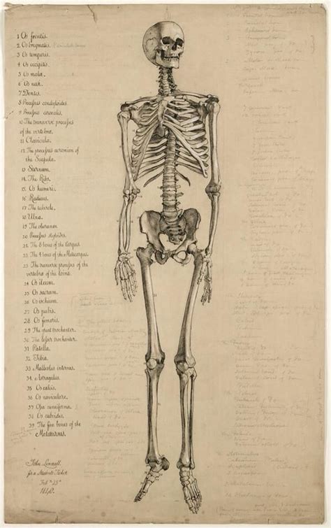 Ilustración de #anatomía: los huesos del cuerpo (1840) Skeleton ...