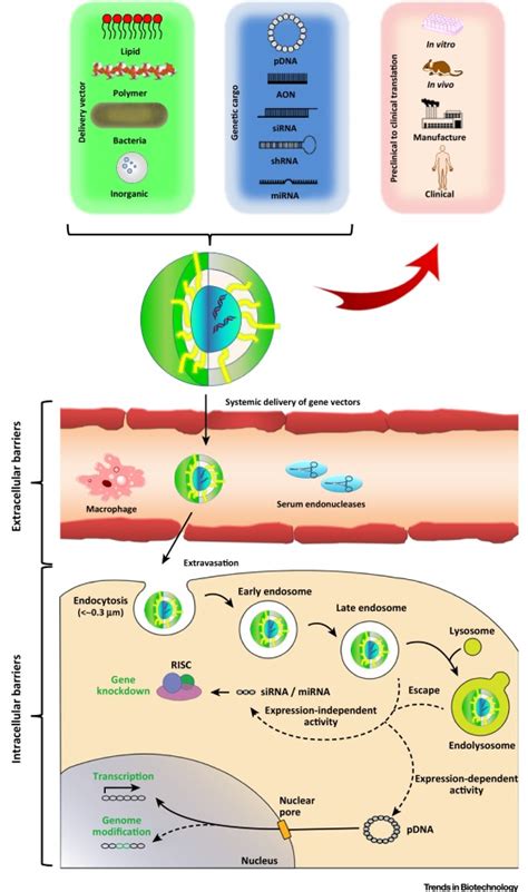 Overcoming Gene-Delivery Hurdles: Physiological Considerations for Nonviral Vectors: Trends in ...