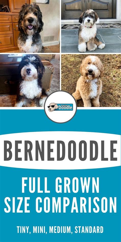 How big do Bernedoodles get? Learn all about Bernedoodle size and how large a Bernedoodle full ...