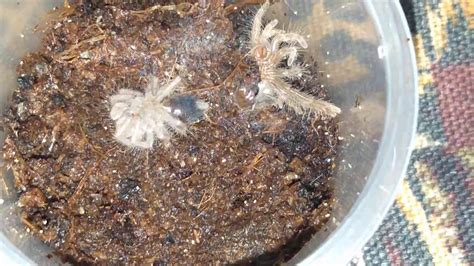 Grammostola Pulchripes Tarantula Sling (molting process) - YouTube