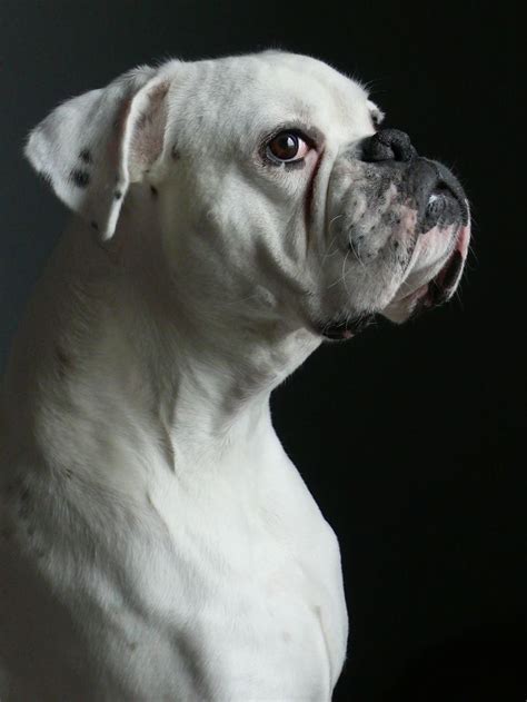 58 best images about White Boxer Dogs on Pinterest | Adoption, American ...