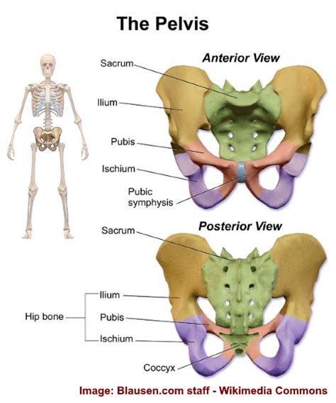 Pelvic Bone Pain: Causes and Natural Treatments