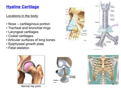 Hyaline Cartilage Location, Cartilage Bone Ossification The Histology ...