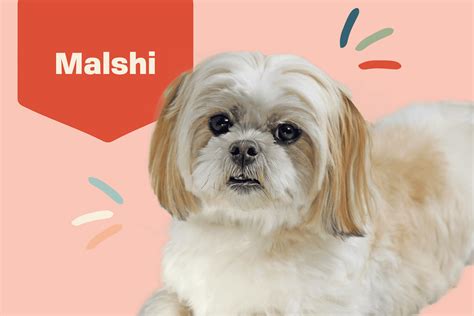 Száműzetés tumor atom shih tzu robes kölcsönöz összehangolás vita