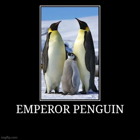 Emperor Penguin - Imgflip