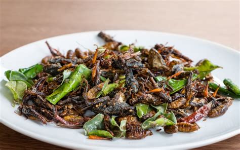 Are Insects Edible? | Wonderopolis