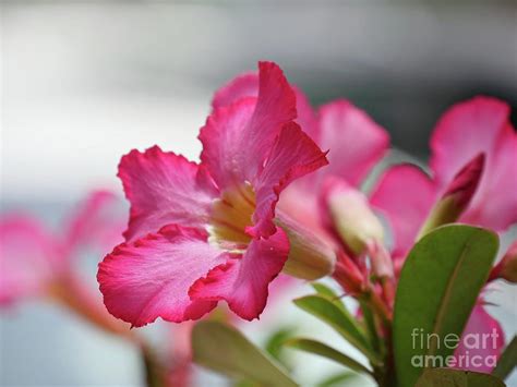 Desert rose flowers Photograph by On da Raks - Fine Art America