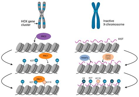 IJMS | Free Full-Text | Molecular Complexes at Euchromatin ...