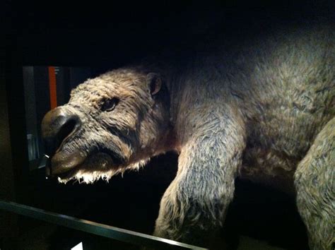 For the first time ever, we have a complete skull description of a true fossil giant wombat