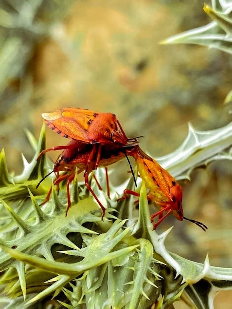 Premium Photo | Red beetle on the flower