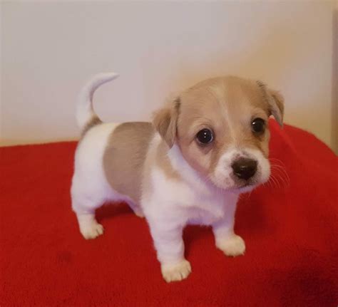 Miniature Jack Russell puppy | in Grappenhall, Cheshire | Gumtree