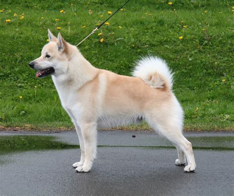 Norwegian Buhund Breed Guide - Learn about the Norwegian Buhund.