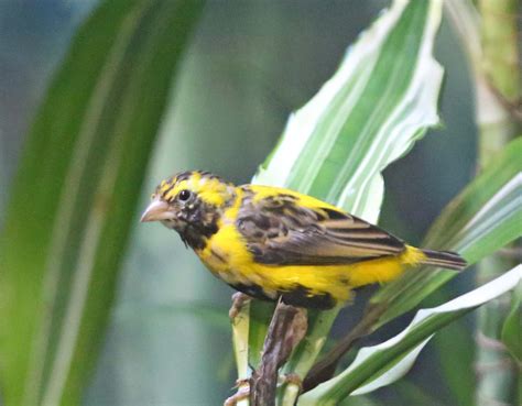 Pictures and information on Yellow-crowned Bishop