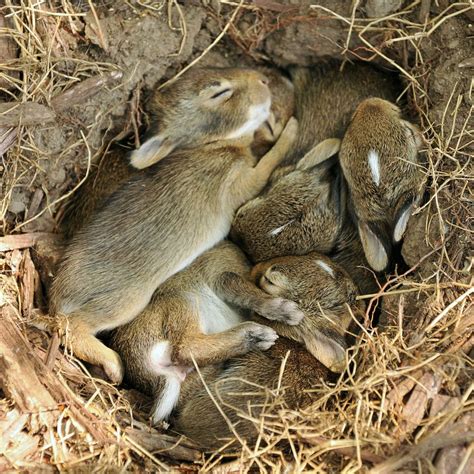 Bunnies sleeping every which way in their nest (With images) | Cute ...