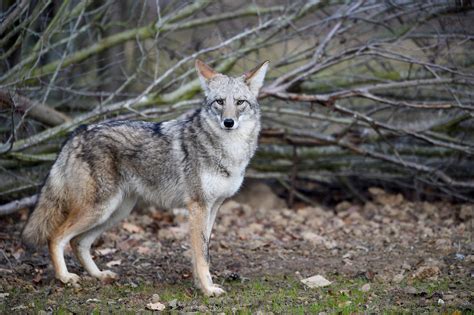 Woman Punches Coyote in the Face As It Tries to Attack Pet Dog Named ...