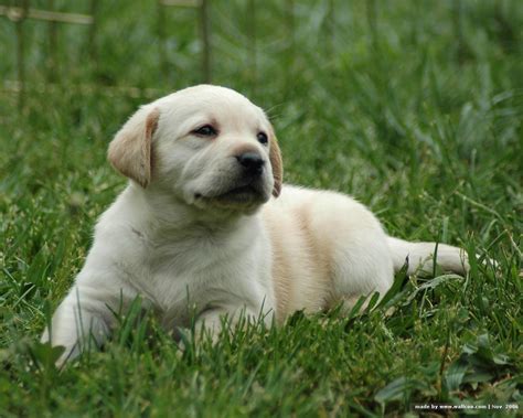 Cute Puppy Dogs: White Labrador Retriever Puppies