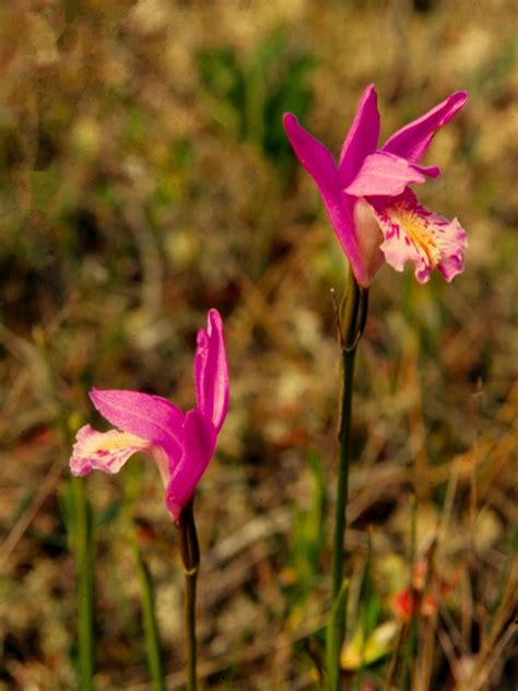 Arethusa bulbosa (Dragon's Mouth): Go Orchids